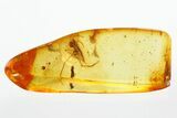 Detailed Fossil Assassin Spider (Archaeidae) In Baltic Amber #296950-1